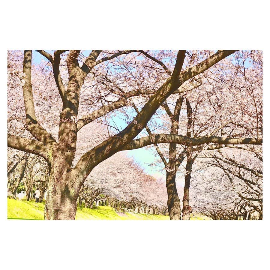 小林由佳さんのインスタグラム写真 - (小林由佳Instagram)「From this weekend  it's not allowed to see/enjoy cherry blossom anymore especially around TOKYO. ・ I was luck that even short time I could see cherry blossom my last day off. ・ so I would share such a beautiful view and share the spring🌸🦜 ・ 少し前だけど 少しだけ見られた桜と庭のどこかで鳴く鶯🌸¨̮」3月27日 22時13分 - yuca_tan
