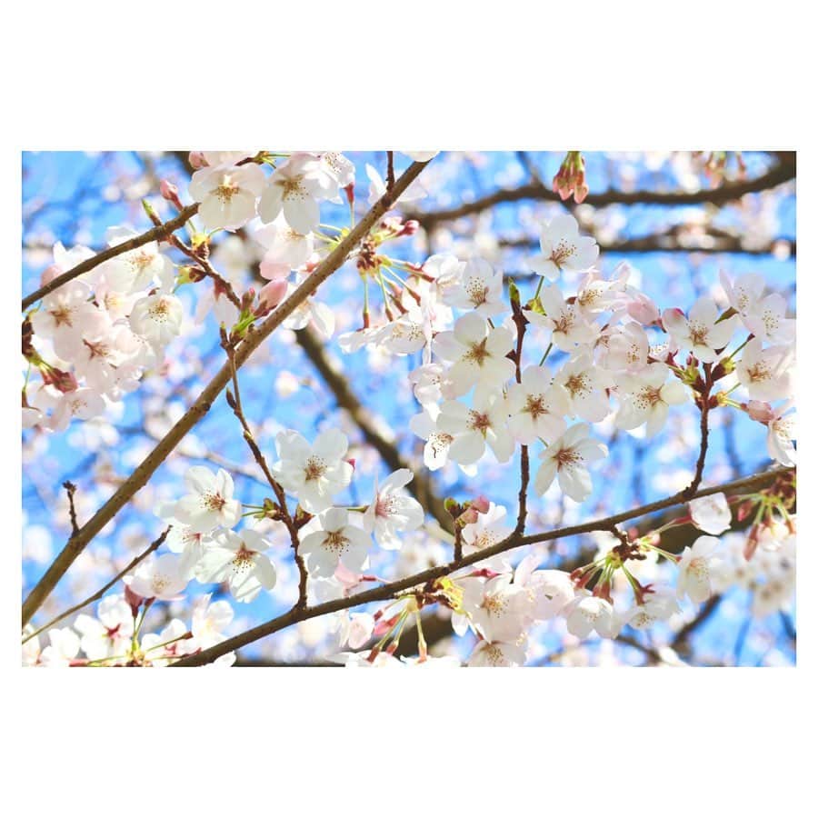 小林由佳さんのインスタグラム写真 - (小林由佳Instagram)「From this weekend  it's not allowed to see/enjoy cherry blossom anymore especially around TOKYO. ・ I was luck that even short time I could see cherry blossom my last day off. ・ so I would share such a beautiful view and share the spring🌸🦜 ・ 少し前だけど 少しだけ見られた桜と庭のどこかで鳴く鶯🌸¨̮」3月27日 22時13分 - yuca_tan