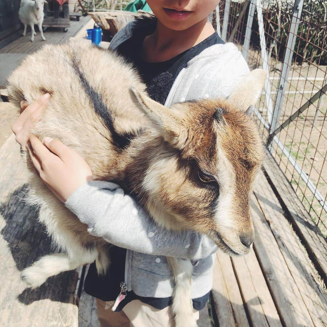 nonさんのインスタグラム写真 - (nonInstagram)「裸足で麦ふみ。  山羊を育て飼い、手で絞ったミルクからチーズを作り、古代麦を育て、その麦でパンを焼く。 そんな素敵なご夫婦のファームに。 古代麦の麦ふみ、そして山羊たちと遊ぶ。  この麦がパンになり、抱っこした山羊は赤ちゃんを産み、お乳を出す。 子どもたちの大好きな場所になった。」3月27日 22時13分 - non19841120