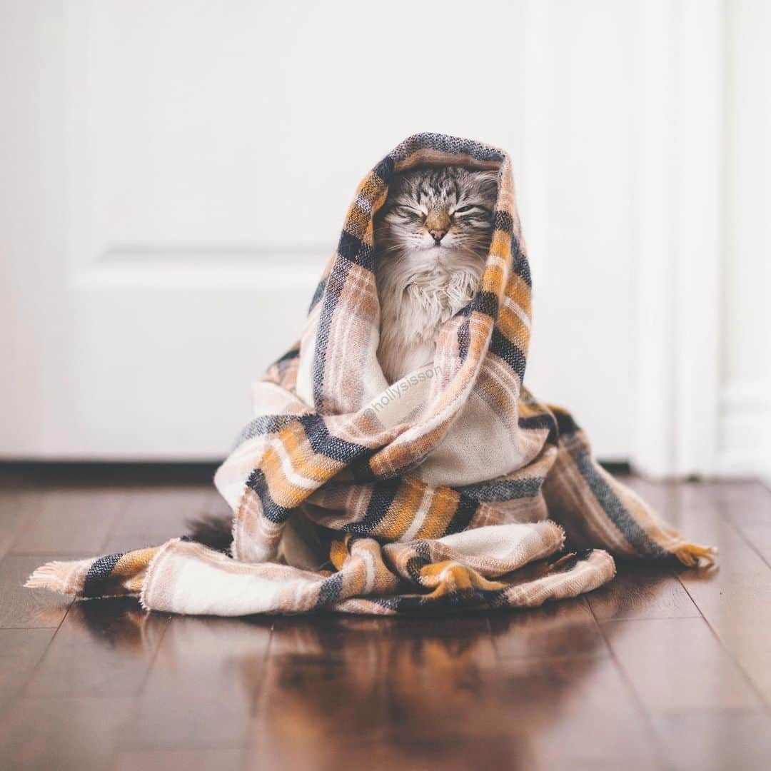 Holly Sissonのインスタグラム：「Do as Finnegan does, stay home & get cozy! ☺️🐱❤️ #Toronto #Siberiancat #stayhomeandsnuggle #stayhome (See more of Alice, Finnegan, and Oliver, on @pitterpatterfurryfeet) ~ Canon 1D X + 85 f1.2L II @ f1.2 See my bio for full camera equipment information plus info on how I process my images. 😊 ~  @bestmeow #bestmeow」