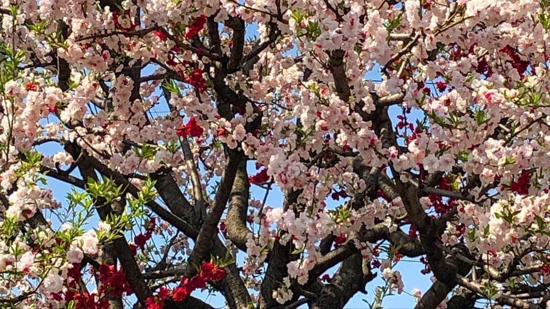 HI-Dさんのインスタグラム写真 - (HI-DInstagram)「今年の桜は物悲しげだなぁ。 キレイな桜の花びら舞う午前中。感傷的な練馬ドライブ。 #桜 #cherryblossom #hood」3月27日 22時54分 - hid_hideo_jp_suomi