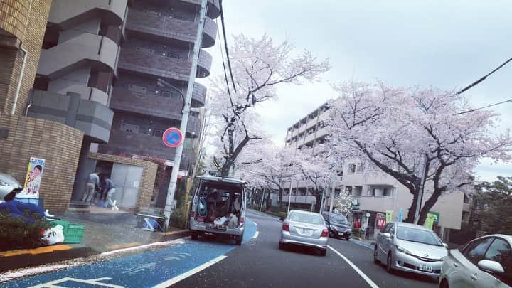 のインスタグラム：「今年の桜は物悲しげだなぁ。 キレイな桜の花びら舞う午前中。感傷的な練馬ドライブ。 #桜 #cherryblossom #hood」