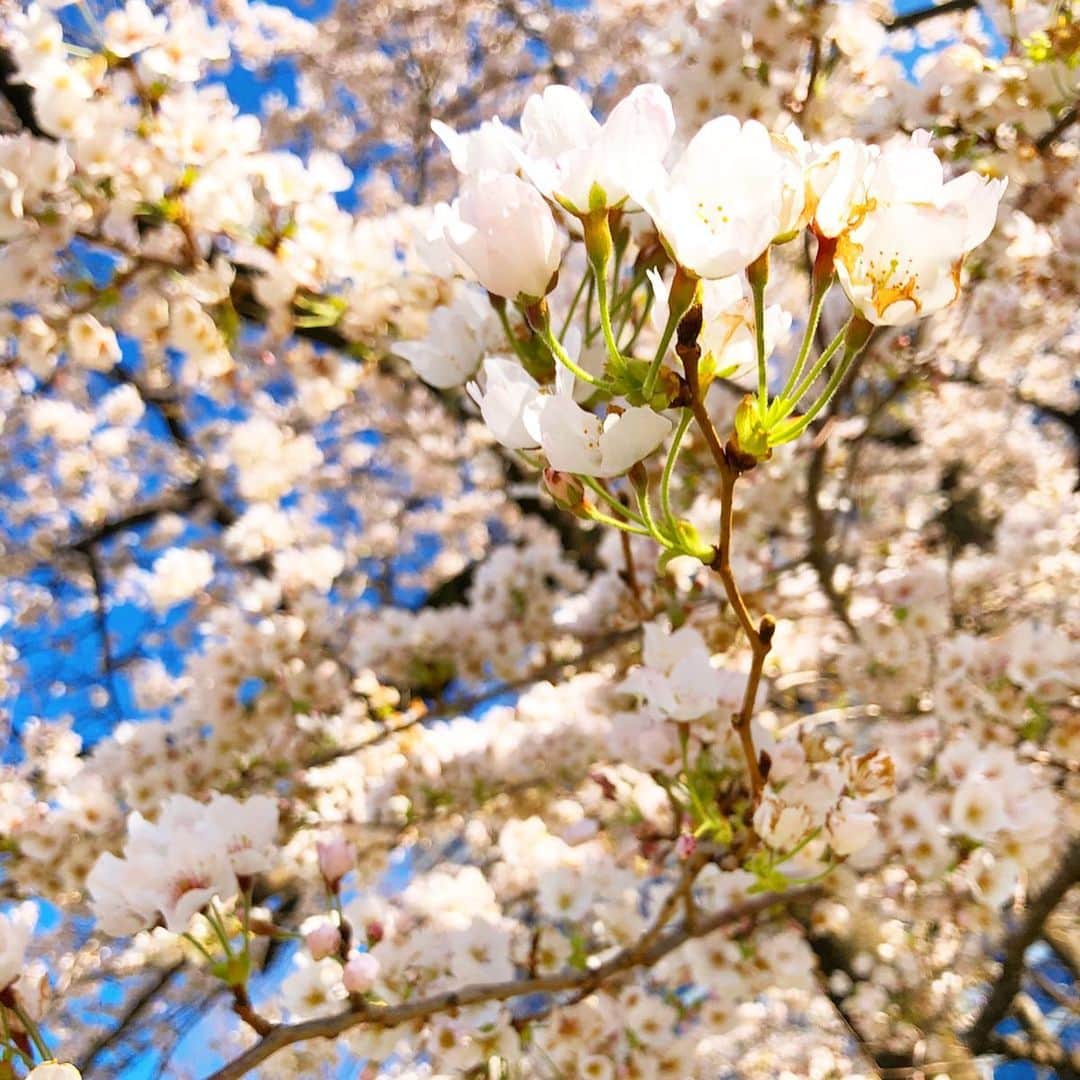 優宇さんのインスタグラム写真 - (優宇Instagram)「_ １日でも早く事態が収束して あの時は大変だったよね、って 桜をみて話せる日がきますように🤞. いつか撮った今年の桜をお裾分け。 だから週末のお花見は自粛しよね🥺. 今日は #さくらの日 なんだって🌸. はやく日本が世界が元気になれ〜✨. #sakura #さくら #桜」3月27日 23時15分 - yuustagram719