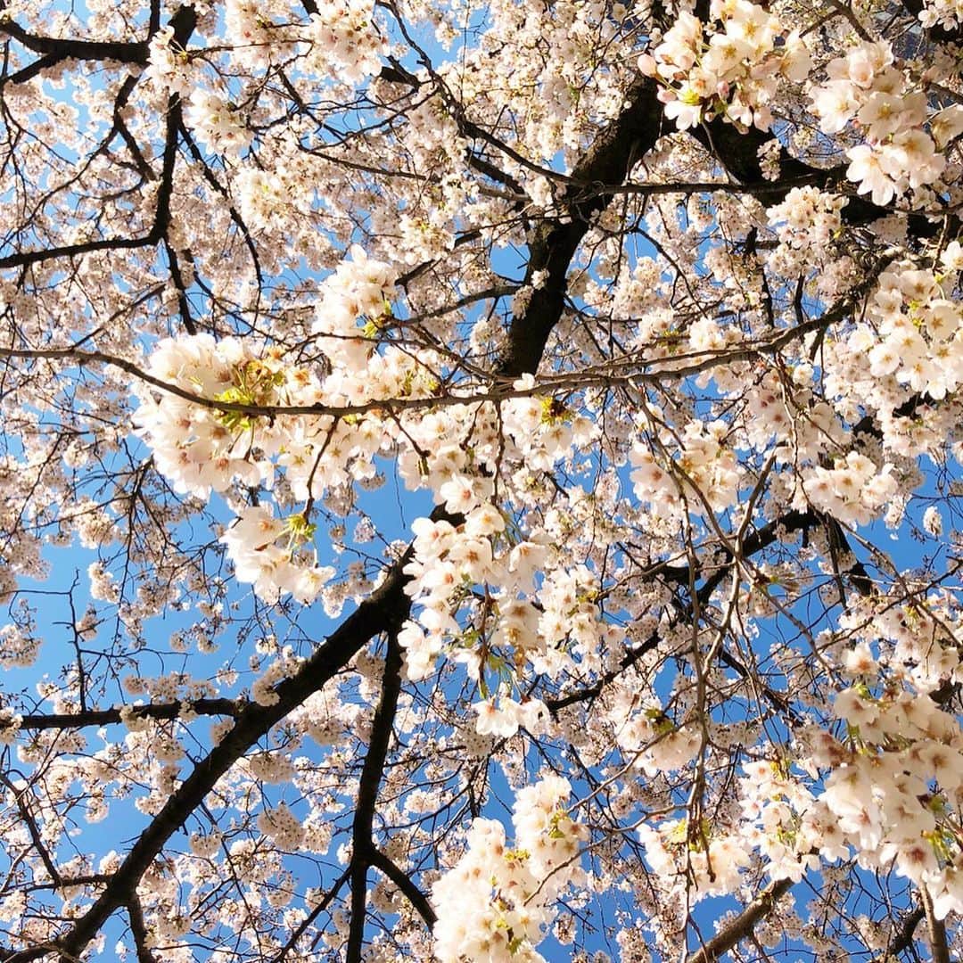 優宇さんのインスタグラム写真 - (優宇Instagram)「_ １日でも早く事態が収束して あの時は大変だったよね、って 桜をみて話せる日がきますように🤞. いつか撮った今年の桜をお裾分け。 だから週末のお花見は自粛しよね🥺. 今日は #さくらの日 なんだって🌸. はやく日本が世界が元気になれ〜✨. #sakura #さくら #桜」3月27日 23時15分 - yuustagram719