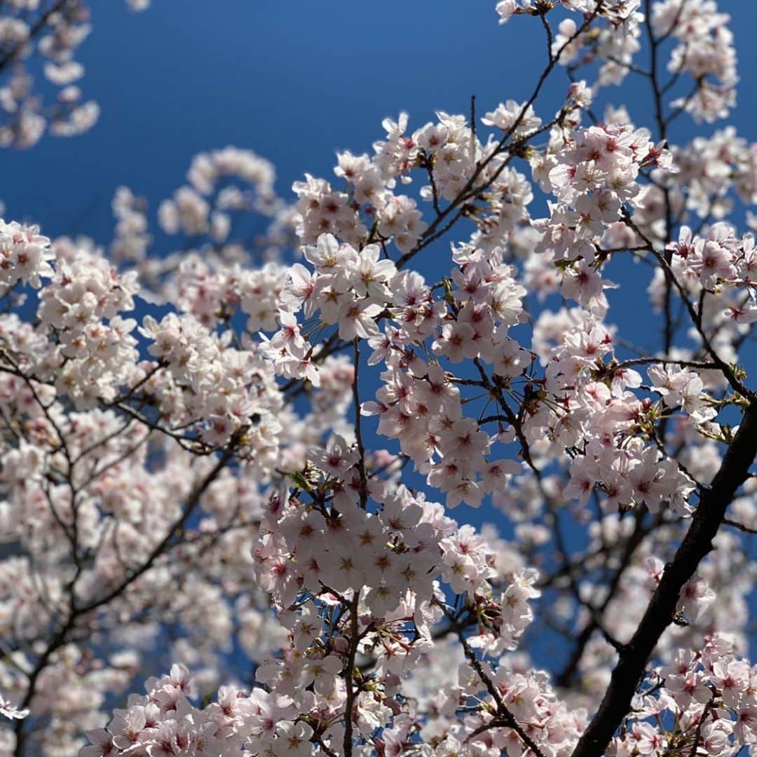 百々さおりのインスタグラム：「よくね？ . . . . . . . (去年の) #me #sakura #spring #flower #ワニくん」
