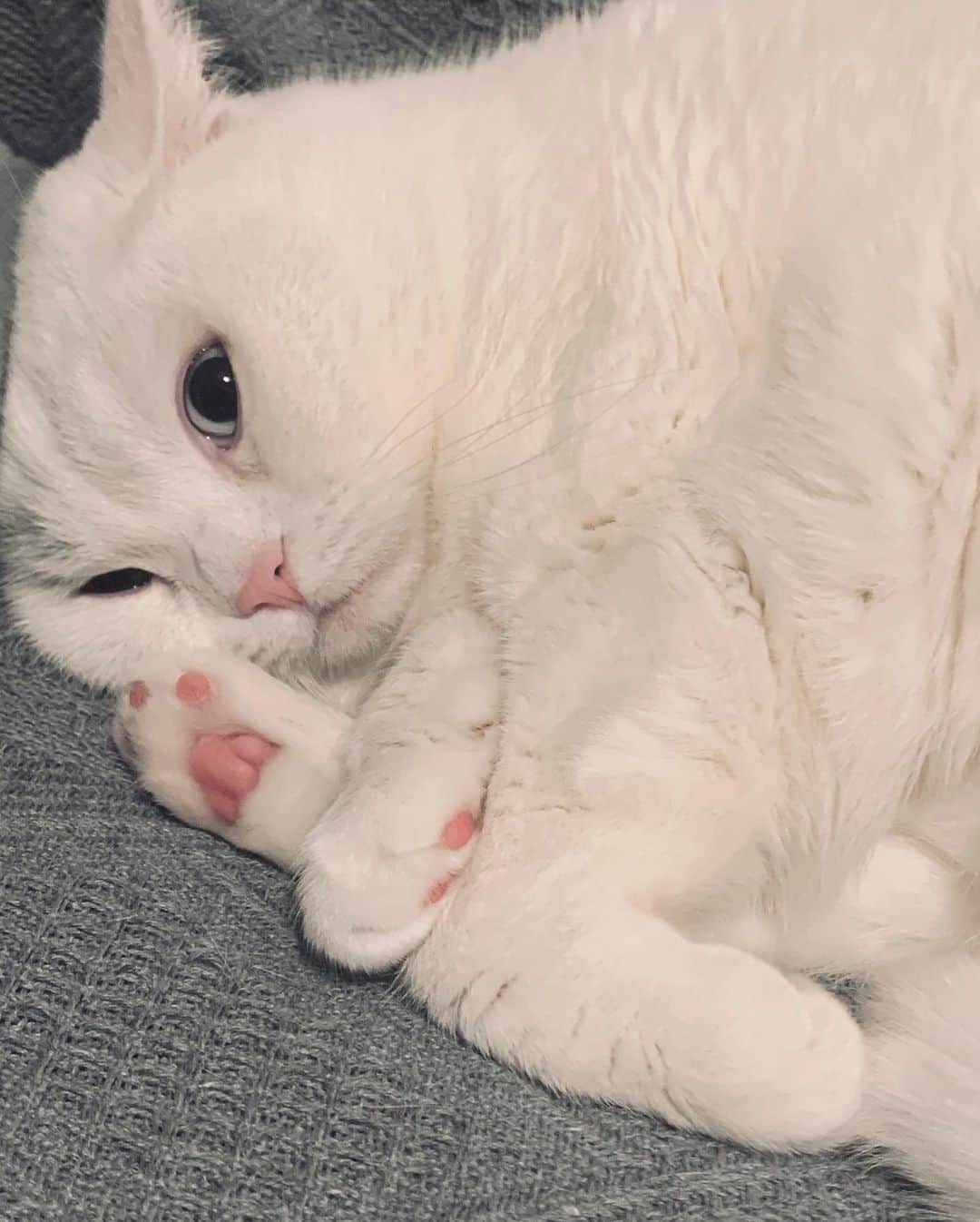 てふさんのインスタグラム写真 - (てふInstagram)「足・手・手 #otefucat」3月27日 23時19分 - cat_chouchou