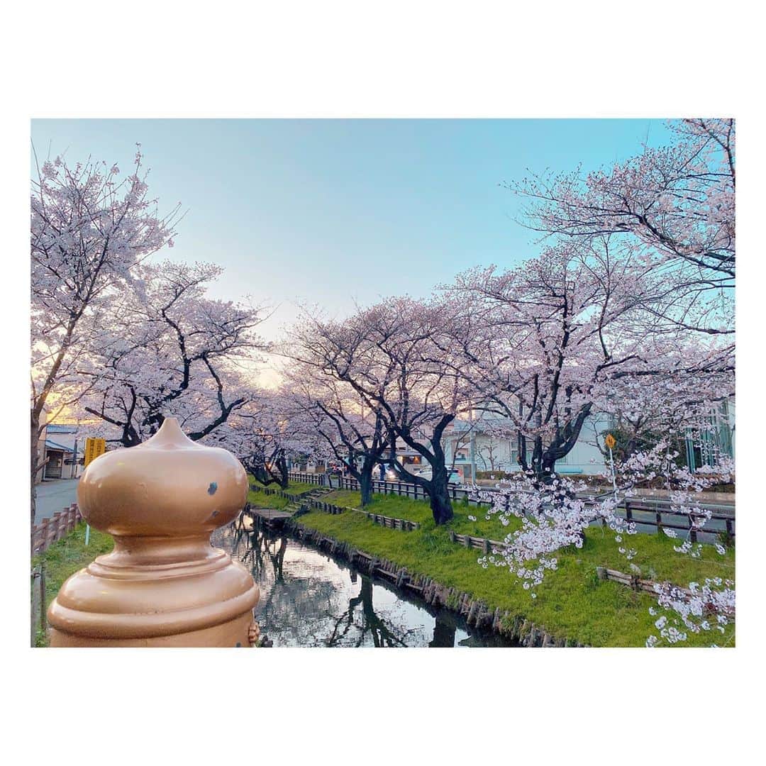 小原好美さんのインスタグラム写真 - (小原好美Instagram)「この前川越へ行ってきました。 満開でバッチリなタイミングで行けたぁ。  でも今回は正直行くの迷いました。 インスタへあげることも。  でも世界中が笑顔になれるよう 熊野神社と氷川神社でお願いしてきました。 ここは願いが叶う場所なので。  今年もとっても綺麗に咲いていました🌸 きっと来年も変わらず咲いてくれる！ 行きたい！って方は今回は無理しないでくださいね。 桜や川越は来年も変わらずみんなを迎えてくれます。  川越祭り行われるといいなっ。  #川越 #月がきれい #コメントありがとうございます」3月27日 23時22分 - konomi_kohara0628