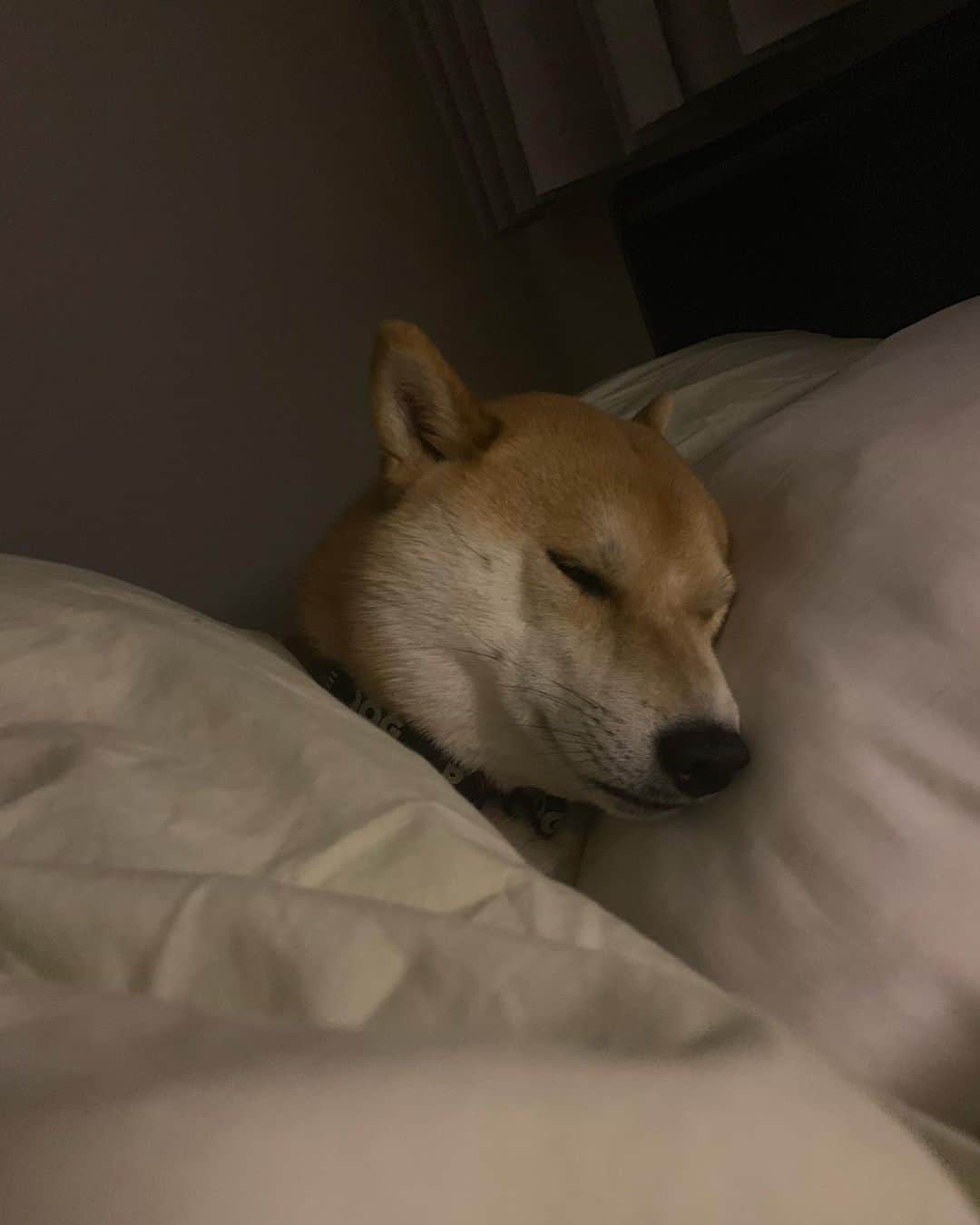 大山加奈さんのインスタグラム写真 - (大山加奈Instagram)「. . となりにこんなにかわいい生き物が 寝てる幸せ。。。 . . （5枚目はちょっとホラー笑） . . まくら使って布団かけて寝るあたり やっぱりだいずくんの 中身は人間なのでは🤔 . . それではみなさま おやすみなさい😴⭐ . . #だいず #だいず🐕💓 #豆柴 #豆柴部  #柴犬 #しばいぬ  #犬のいる暮らし#🐶 #🐕#いぬすたぐらむ #ワンスタグラム #しばすたぐらむ #mameshiba#shibainu#shibastagram #柴犬好きさんと繋がりたい #柴犬のいる暮らし #柴犬ライフ」3月27日 23時31分 - kanaoyama0619