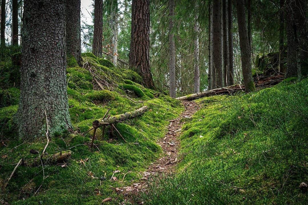 Ricoh Imagingのインスタグラム：「Posted @withregram • @telemarkphotography The fofore😍 📸 Pentax K-1 📸 Pentax 50mm sdm aw f/1.4 - - - - - - #forestphotography #forest_masters #forest_captures #forest🌲 #forestlife #landscapephotography #norskelandskap #norwegianlandscape #utno #norsknatur #naturegeography #naturelife #natureseekers #natureshooters #naturelife #naturewalk #outsidephotography #teampentax #pentaxk1 #pentax50mmf14」