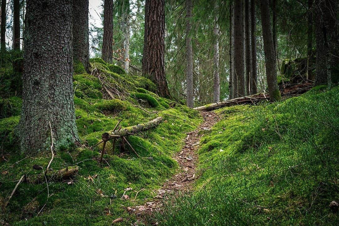 Ricoh Imagingさんのインスタグラム写真 - (Ricoh ImagingInstagram)「Posted @withregram • @telemarkphotography The fofore😍 📸 Pentax K-1 📸 Pentax 50mm sdm aw f/1.4 - - - - - - #forestphotography #forest_masters #forest_captures #forest🌲 #forestlife #landscapephotography #norskelandskap #norwegianlandscape #utno #norsknatur #naturegeography #naturelife #natureseekers #natureshooters #naturelife #naturewalk #outsidephotography #teampentax #pentaxk1 #pentax50mmf14」3月28日 5時07分 - ricohpentax