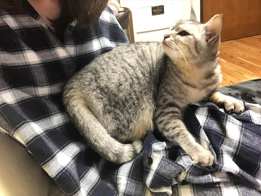 久保田夏菜さんのインスタグラム写真 - (久保田夏菜Instagram)「赤ん坊が寝たあと。  珍しく、銀が膝の上に乗ってきた。  そういえば、 しばらくこんな時間なかったなぁ。  そーかそーか、 さみしかったのよね。  気づかず、ごめん。  銀ねーさん、 頑張ってくれてます。  #ねことあかちゃん #ねこのいるくらし #銀　#ぎん　#保護猫　#ねこすたぐらむ」3月27日 23時46分 - kanakubota0805
