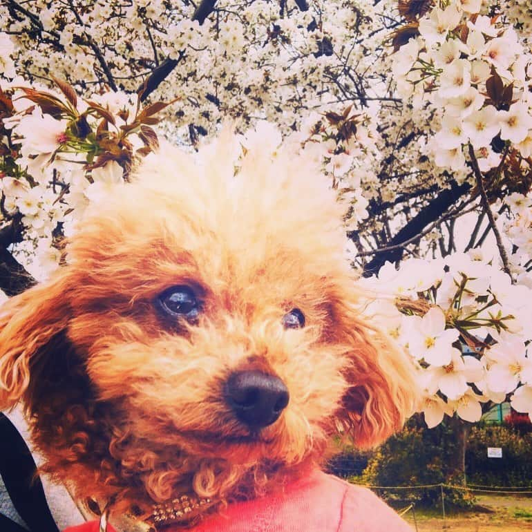 日々野真理さんのインスタグラム写真 - (日々野真理Instagram)「ココアと桜🌸 ・ #桜 #べったり #愛犬との時間」3月27日 23時41分 - marihibino1031