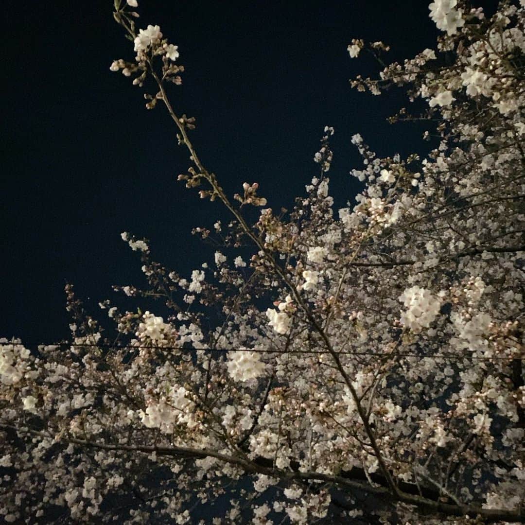 人見古都音のインスタグラム：「立派で感動を与えてくれる だけど何処か寂しくなる夜桜」