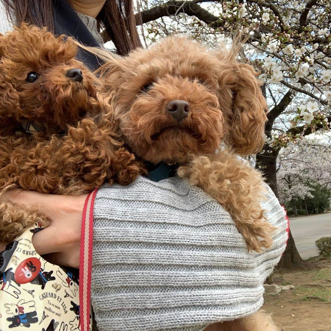 優ひかるさんのインスタグラム写真 - (優ひかるInstagram)「皆様ご無沙汰しております。﻿ ﻿ ﻿ 今日本のみならず﻿ 世界中の皆様が目に見えない敵と闘っております。﻿ ﻿ 気持ちも落ち込んできてしまいますが﻿ 病は気からという言葉もあるぐらいですので﻿ 皆さんプラスに考えて﻿ お家でよく食べよく寝てよく笑い﻿ そして適度な運動をして免疫力を上げて﻿ コロナウイルスと戦いましょう💪﻿ ﻿ もちろん私もジンジャーはちみつ湯を飲んだり﻿ 手洗いうがい消毒液を使用する等﻿ 出来る限りの予防に、努めております。﻿ ﻿ 宝塚を始め沢山の舞台が中止になったり﻿ イベントも延期中止になっております。﻿ ﻿ 昨年もGWに開催した﻿ 『すてっぷ&ビート』も残念ながら﻿ 中止になってしまいました😭﻿ ﻿ ﻿ この土日は首都圏は﻿ 外出自粛要請もでましたね… 皆様もお気をつけてお過ごしください﻿‼️ ﻿ 犬の散歩ついでに家の近所で﻿ すももの花が満開になってました✨﻿ 桃の花もだいぶ咲いてきて﻿ ピンクの絨毯になってとっても綺麗です。﻿ ﻿ 写真をみて﻿ 少しでも皆さんの心が癒されます様に✨﻿ ﻿ 今日は宝塚音楽学校の合格発表だったみたいですね﻿ あの日の事は一生忘れないでしょう…﻿ 180度人生が変わった1日… 私の受験番号は朝央れんと連番でした…笑 自分よりゆうこの番号先に見つけて やっぱりゆうこみたいな子が受かるんだなぁ って感心してたら 自分の番号を見つけて驚いた思い出…笑  合格した皆様おめでとうございます㊗️﻿ ですがこれがゴールではなくスタート﻿ 素晴らしいタカラジェンヌさんになりますように﻿ ﻿ ﻿ 惜しくも叶わなかった皆様…﻿ 人生これからまだまだ若い皆さんには﻿ 限りない可能性と色んな選択をする道があります。﻿ ﻿ 経験者として１つ言えるのは﻿ 必ず多感な10代の時期に﻿ 無我夢中になって頑張った日々は﻿ 皆さんにとって必ずプラスになります。﻿ ﻿ つい熱く語ってしまいましたが、﻿ 人生無限大✨﻿ 私も皆さんに負けないように頑張ります💪﻿ ﻿ #すもも#桃の花#桜﻿ #トイプードル#多頭飼い#親子#レッド﻿ #宝塚受験#108期#おめでとうございます﻿ #免疫力あげて#頑張りましょう」3月27日 23時50分 - hikaru_yu