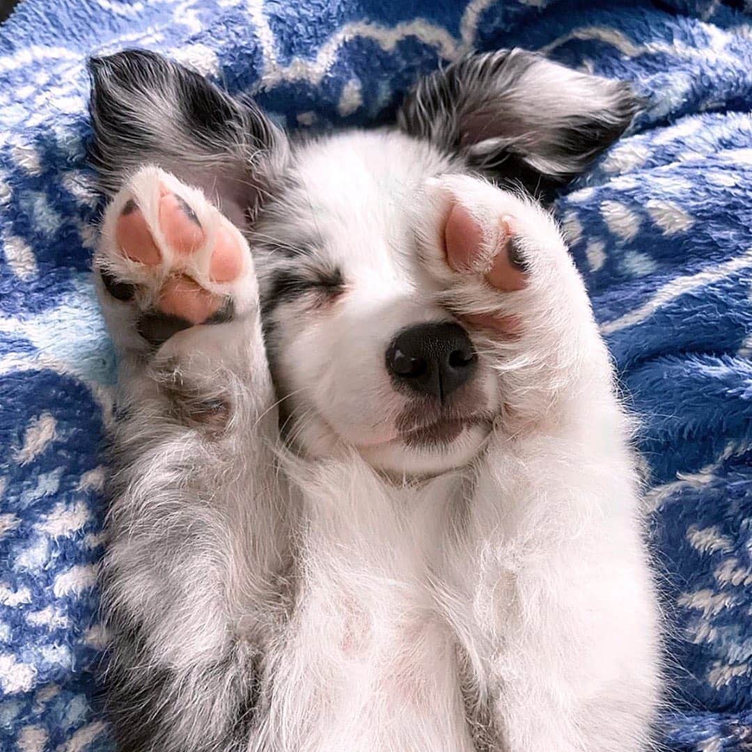 ヴェラブラッドリーさんのインスタグラム写真 - (ヴェラブラッドリーInstagram)「See a pup, send a pup 🐶 Tag us in pictures of your #verabradleypets snuggling up in their favorite throw blanket! 📸: @thefloridaaussie, @bellathert, @katelinvenus, @sydney.and.gia * * * #verabradley #dogs #dogsofinstagram #pattern #cozy」3月28日 0時03分 - verabradley