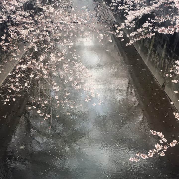 パンといっぴきのインスタグラム：「満開までもう少し。  #桜　#神田川」