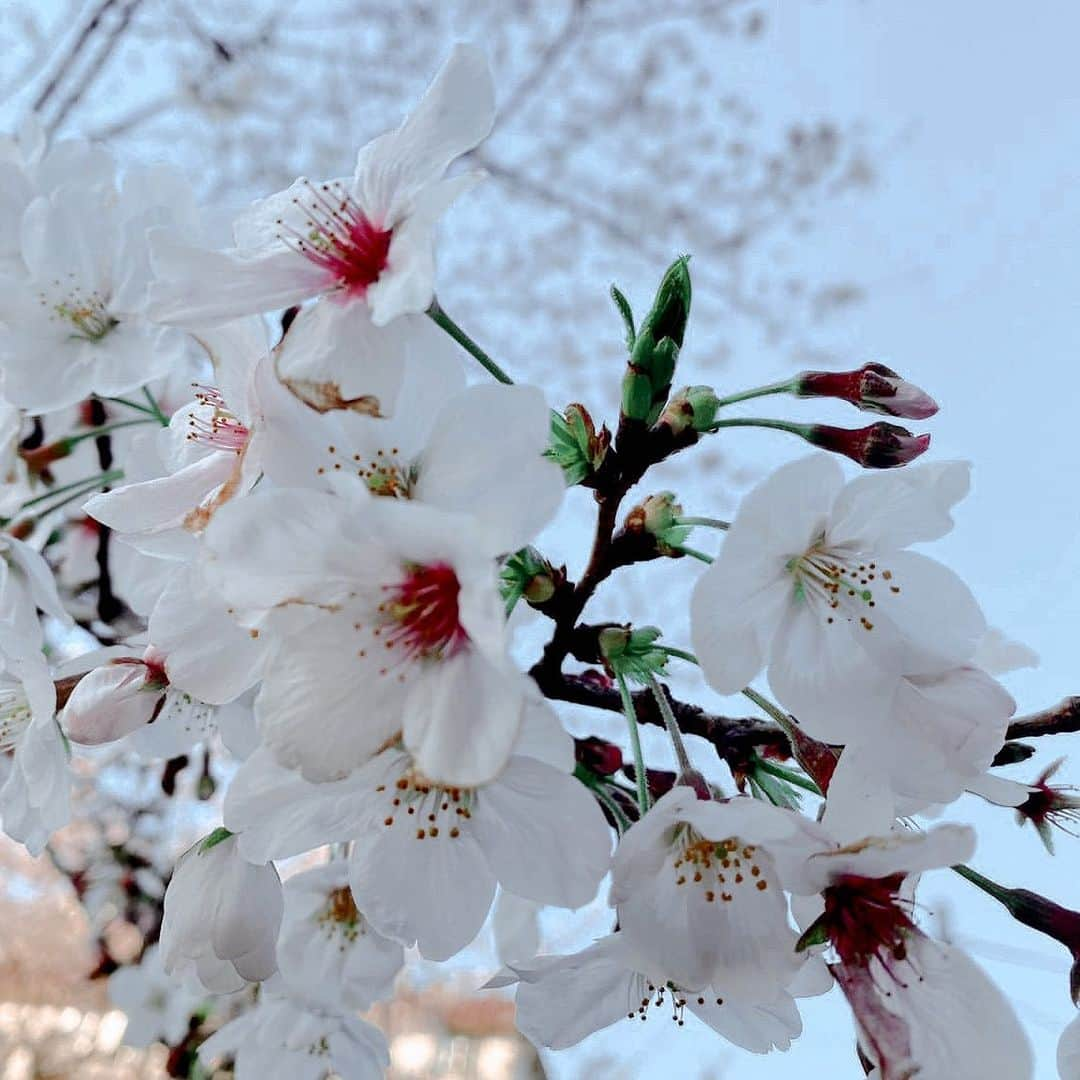 クリスティン・ウェイさんのインスタグラム写真 - (クリスティン・ウェイInstagram)「Before the self quarantine, I visited Yoyogi Park. Wish everything go better soon ❤︎ We fight for the dark days and the beautiful day will come soon. #fightwithcorona #staypositive #cherryblossom #lifeisbeautiful #sakura #cherryblossom #花見　#代々木公園  #yoyogipark」3月28日 1時01分 - prettywhy