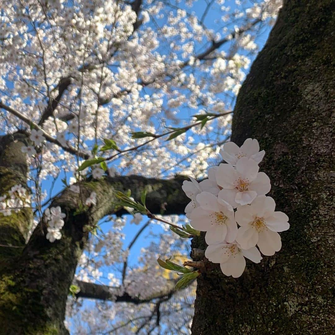 クリスティン・ウェイさんのインスタグラム写真 - (クリスティン・ウェイInstagram)「Before the self quarantine, I visited Yoyogi Park. Wish everything go better soon ❤︎ We fight for the dark days and the beautiful day will come soon. #fightwithcorona #staypositive #cherryblossom #lifeisbeautiful #sakura #cherryblossom #花見　#代々木公園  #yoyogipark」3月28日 1時01分 - prettywhy