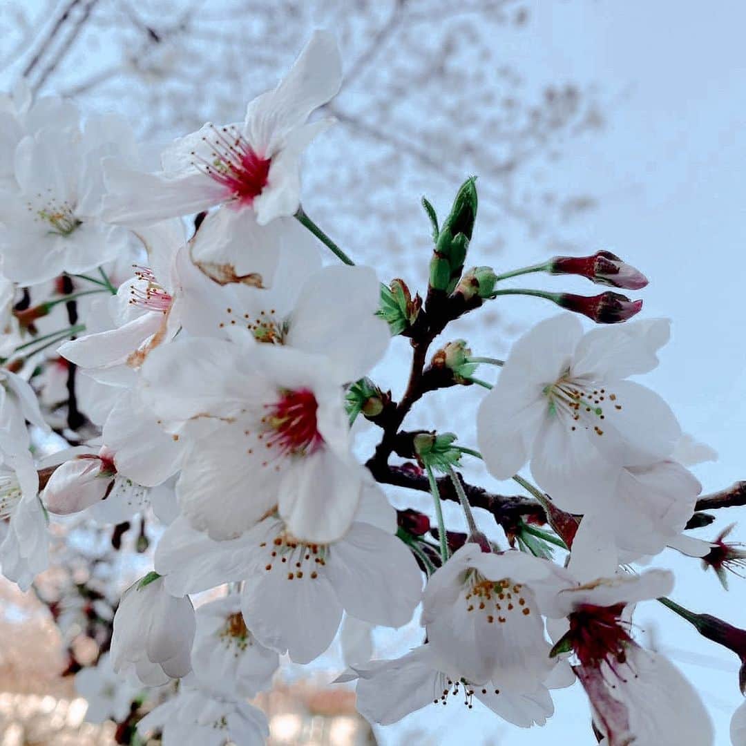 クリスティン・ウェイのインスタグラム：「Before the self quarantine, I visited Yoyogi Park. Wish everything go better soon ❤︎ We fight for the dark days and the beautiful day will come soon. #fightwithcorona #staypositive #cherryblossom #lifeisbeautiful #sakura #cherryblossom #花見　#代々木公園  #yoyogipark」