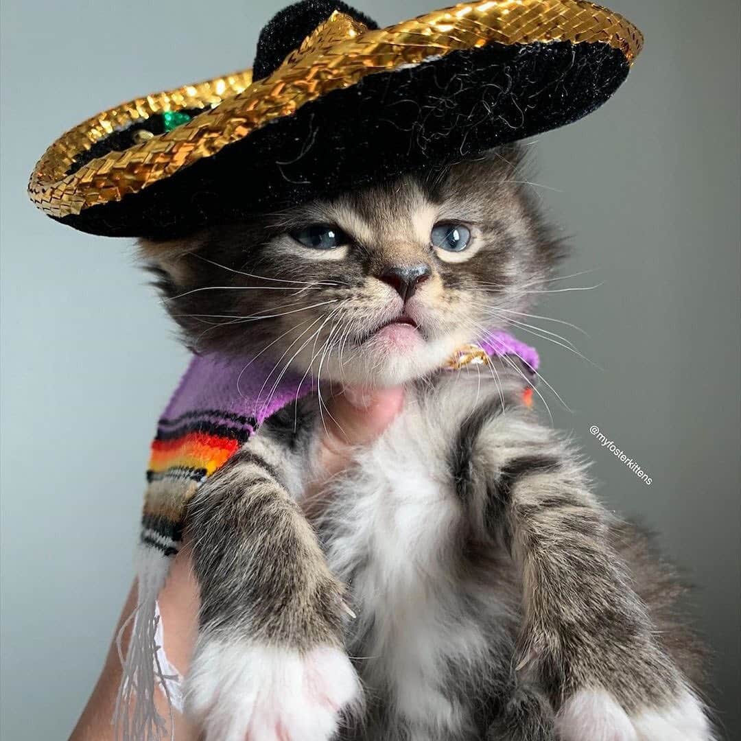 Cats of Instagramさんのインスタグラム写真 - (Cats of InstagramInstagram)「From @myfosterkittens: “Arriba! Viva Leticia!” #catsofinstagram」3月28日 1時46分 - cats_of_instagram