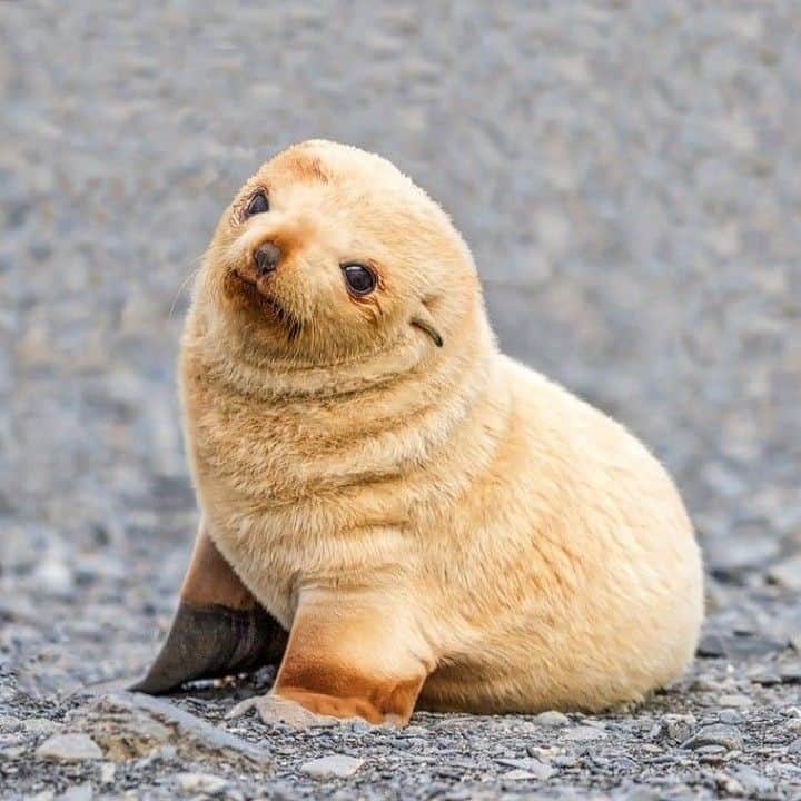 Baby Animalsさんのインスタグラム写真 - (Baby AnimalsInstagram)「Cute little seal pup! Tag someone to make their day!」3月28日 2時06分 - thebabyanimals