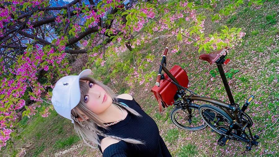 のインスタグラム：「‪ブログにいろいろ更新したよみてね⬇︎‬ ‪https://lineblog.me/chamiblog/archives/2104137.html‬  ツイートはこちら💁‍♀️ https://twitter.com/chamomi017/status/1243376491376721920?s=21 ‪#bromptonbicycle  #佐倉市  #自転車のある風景 ‬#桜 #sakura #さくら #さくらの日 #桜の日 #佐倉 #japan #yowamushipedal  #yowapeda  #春 #サイクリング #ポタリング #自転車コーデ  #ブロンプトン女子  #ブロンプトンポタリング ‪ブロンプトンで佐倉市ライド 🌸🍃‬ ‪弱ペダのスタンプラリー コラボ参加‬ ‪TVアニメ「#弱虫ペダル」🚲🎶‬ 今回はブロンプトンで 佐倉市をサイクリングしてきました！  弱虫ペダルスタンプラリーも くるっと参加したよ✏️✨ ブロンプトンでひたすら坂道を ペダル回しました💦💦💦 私のブロンプトンは変速2段なので そんなに細かく刻めないのですが すぐに1段にして坂登りました‼️ キツかったァァァ💦💦💦」