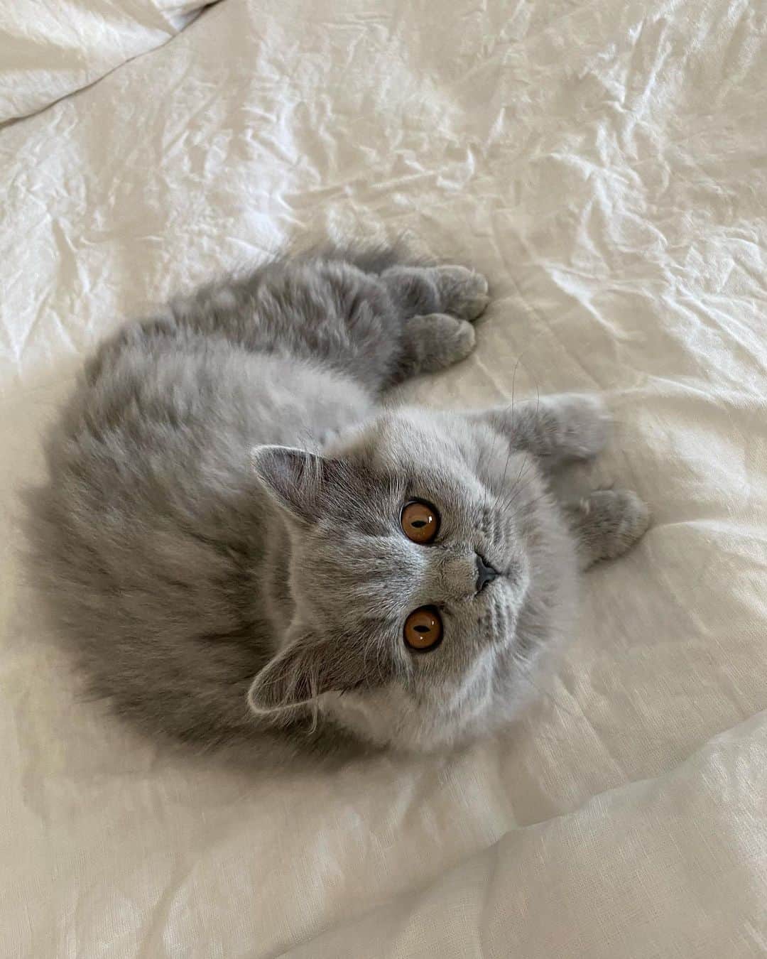 Mathilde Goehlerのインスタグラム：「Moshuuuu 🤍🐰」