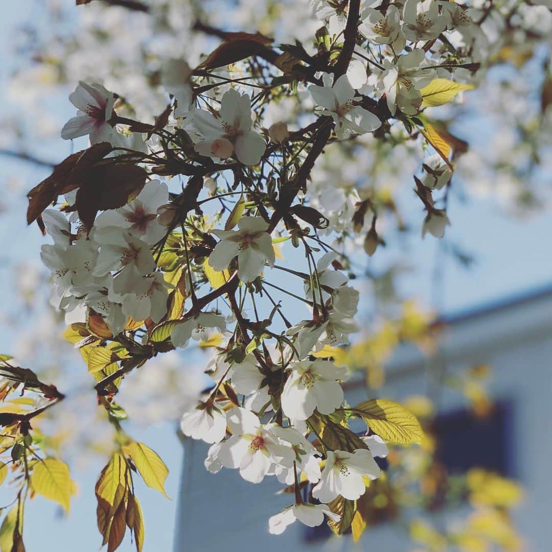 木村了さんのインスタグラム写真 - (木村了Instagram)「#桜」3月28日 14時18分 - r_k0923