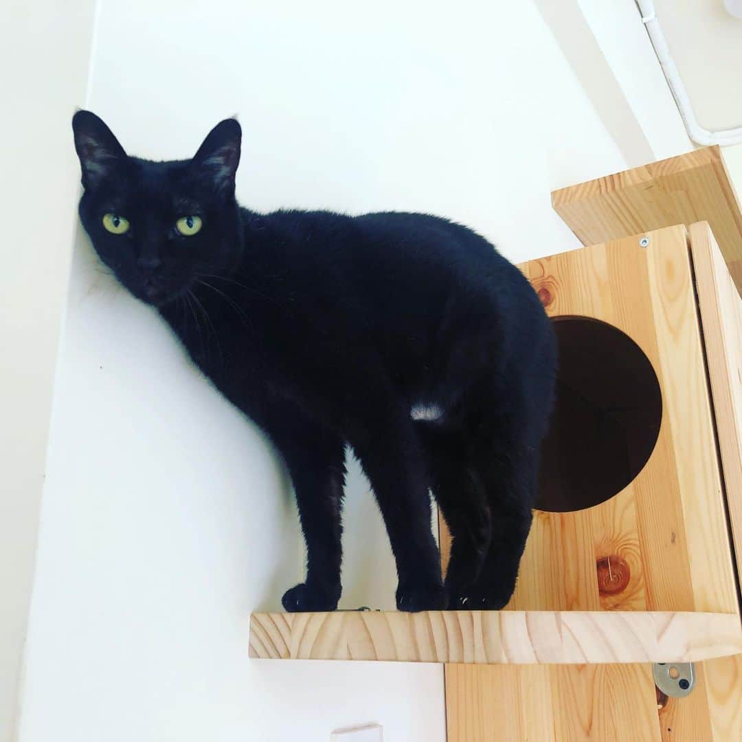 黃阿瑪的後宮生活さんのインスタグラム写真 - (黃阿瑪的後宮生活Instagram)「Socles：「我好像被牆壁黏住了，救我。」#黑貓 #貓 #Socles #黃阿瑪的後宮生活」3月28日 12時54分 - fumeancat