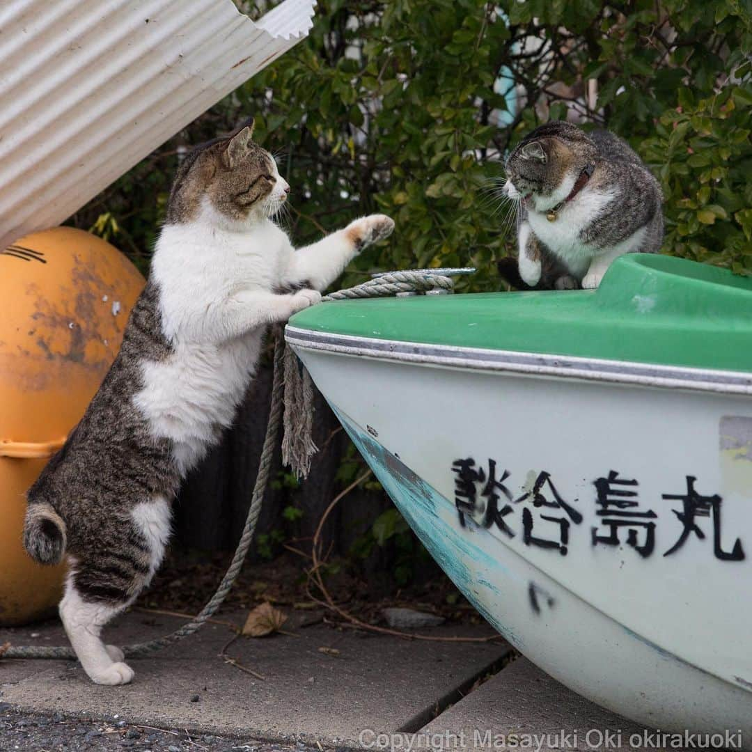 Masayukiさんのインスタグラム写真 - (MasayukiInstagram)「談合いや！  #cat #ねこ」3月28日 13時00分 - okirakuoki