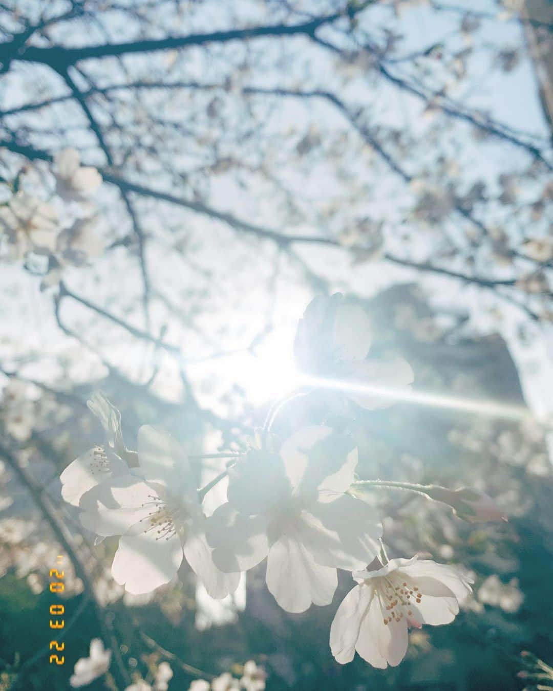 海老原優香さんのインスタグラム写真 - (海老原優香Instagram)「#🌸﻿ ﻿ 先日ふと見上げたら桜が綺麗に咲いてました☺︎﻿ ﻿ #おうちじかん みなさんはどう過ごされていますか？﻿ ﻿ 私は写真を見返したり、﻿ 良い香りのバスソルトを使ってみたり🛁﻿ お部屋にお花を飾ってみたりしています🌷」3月28日 13時08分 - ebioffi