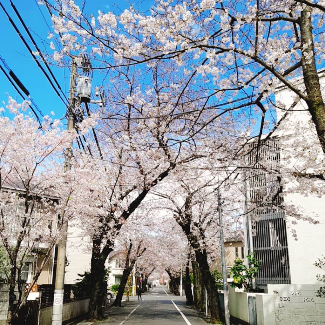 小林健一のインスタグラム：「いつぞやに見た桜。ちょっとしたお花見。」