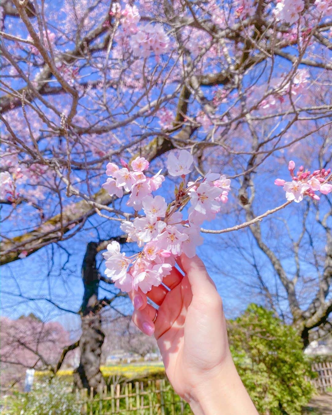 ななぴさんのインスタグラム写真 - (ななぴInstagram)「はやく外で過ごせる毎日に戻りますように…🌸 4月はネモフィラ、芝桜とかみに行けるといいな🍑💕 春大好きだあ💐  #桜　#sakura #🌸」3月28日 13時19分 - __nanapgram__