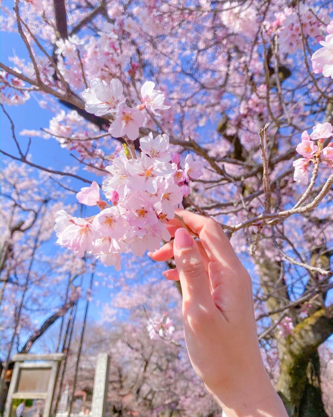 ななぴさんのインスタグラム写真 - (ななぴInstagram)「はやく外で過ごせる毎日に戻りますように…🌸 4月はネモフィラ、芝桜とかみに行けるといいな🍑💕 春大好きだあ💐  #桜　#sakura #🌸」3月28日 13時19分 - __nanapgram__