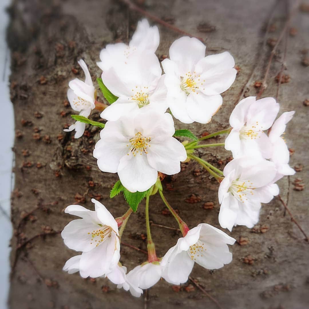 中田有紀さんのインスタグラム写真 - (中田有紀Instagram)「今日は骨折の通院日なので病院へ。 行く途中に桜を見かけましたが、うちの近所は満開🌸🌸🌸 ほぼインドア生活だから気付かなかった！😲 外出自粛要請が出ているからお花見なんて出来ないけど、ちょっとでもキレイな桜を見ることができてほっこり😊🎶 病院が終わったらすぐに帰宅します🏃 #桜 #満開」3月28日 13時36分 - akinakada0508