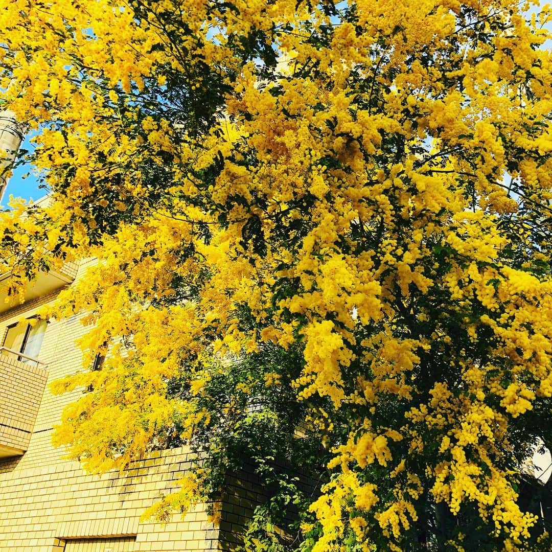小栗左多里さんのインスタグラム写真 - (小栗左多里Instagram)「桜もいいけどミモザも満開。 新しいiPhoneからインスタやると、色が変！黄色がオレンジがかっちゃう。加工してみたけど不思議。 ミモザ見ると、ミモザサラダずっと食べてないなーって いつも思う。 ・ #ミモザ#花#花の写真館#花のある風景#満開#黄色#旬#お天気#散歩#風景#東京#漫画家#国際結婚 #mimosa#flower#flowerstagram#tokyo」3月28日 14時05分 - oguri_saori
