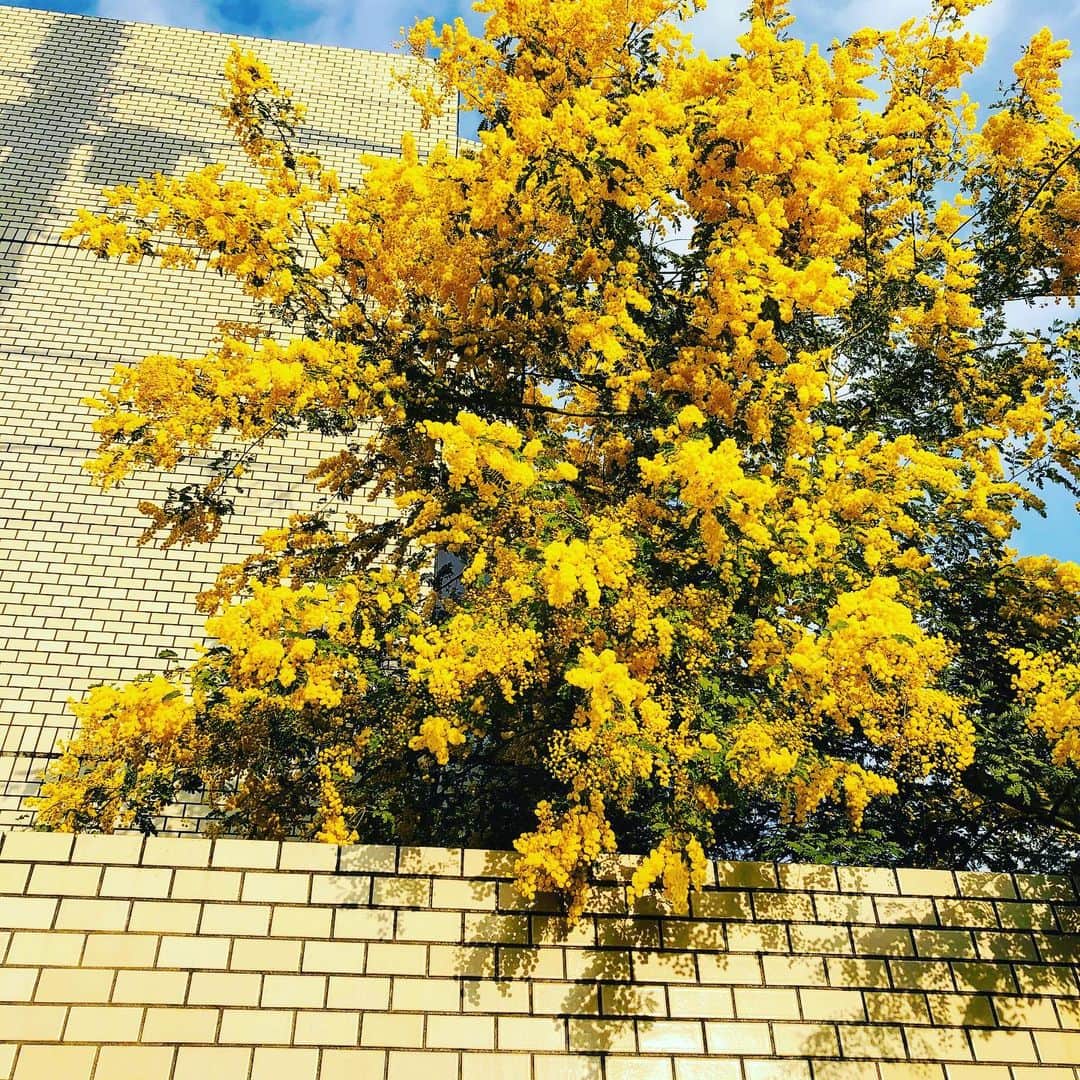 小栗左多里さんのインスタグラム写真 - (小栗左多里Instagram)「桜もいいけどミモザも満開。 新しいiPhoneからインスタやると、色が変！黄色がオレンジがかっちゃう。加工してみたけど不思議。 ミモザ見ると、ミモザサラダずっと食べてないなーって いつも思う。 ・ #ミモザ#花#花の写真館#花のある風景#満開#黄色#旬#お天気#散歩#風景#東京#漫画家#国際結婚 #mimosa#flower#flowerstagram#tokyo」3月28日 14時05分 - oguri_saori