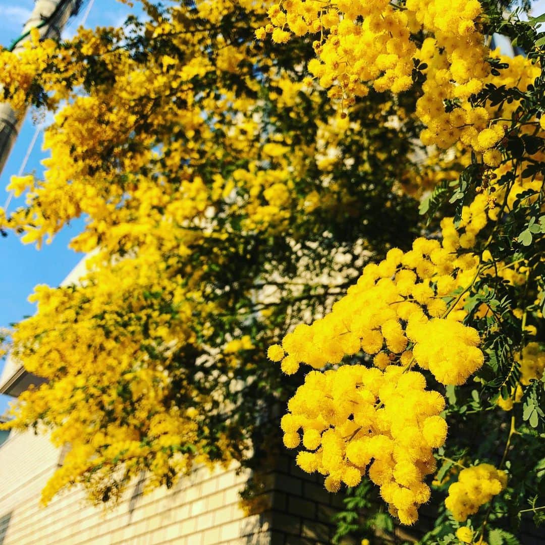 小栗左多里のインスタグラム：「桜もいいけどミモザも満開。 新しいiPhoneからインスタやると、色が変！黄色がオレンジがかっちゃう。加工してみたけど不思議。 ミモザ見ると、ミモザサラダずっと食べてないなーって いつも思う。 ・ #ミモザ#花#花の写真館#花のある風景#満開#黄色#旬#お天気#散歩#風景#東京#漫画家#国際結婚 #mimosa#flower#flowerstagram#tokyo」