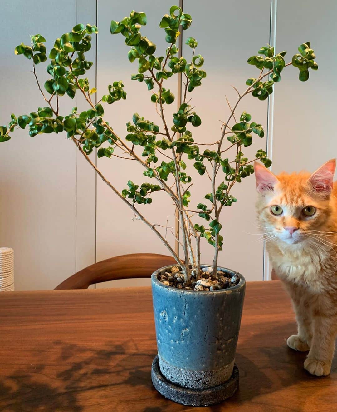 住吉美紀さんのインスタグラム写真 - (住吉美紀Instagram)「春の衣替え。２年ぶりに、観葉植物の植え替え、ついでに、植木鉢の着せ替え、もしてみた。 それだけでも気分変わって、うれしいのね。 #おうち時間」3月28日 14時09分 - miki_sumiyoshi