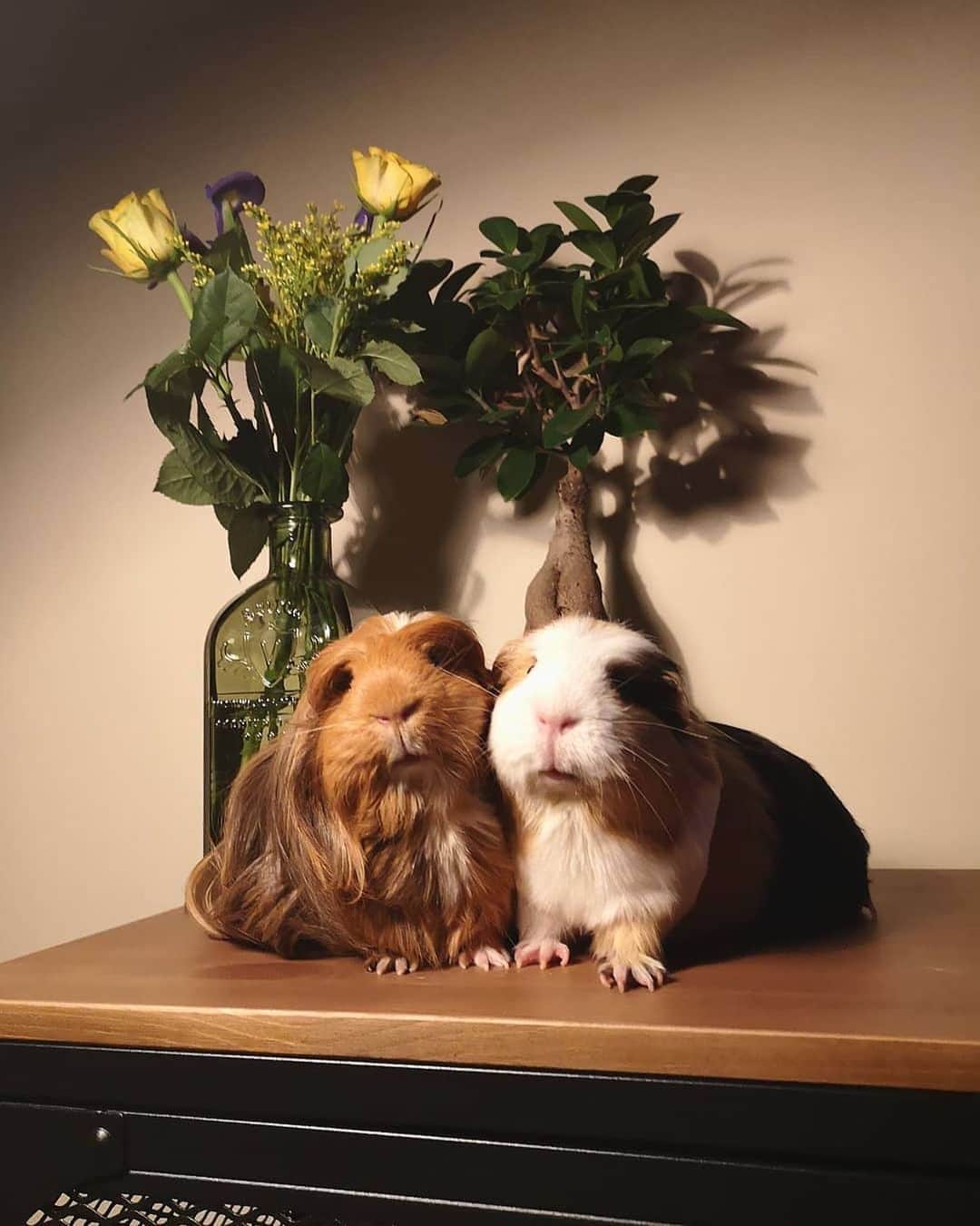 Instagramさんのインスタグラム写真 - (InstagramInstagram)「Time to cozy up with today’s #WeeklyFluff. ⁣ Meet Guinea pig BFFs Olive and Chestnut (@oliveandchestnut), who enjoy cuddling up and striking a pose.⁣ ⁣ Photo by @oliveandchestnut」3月28日 6時11分 - instagram