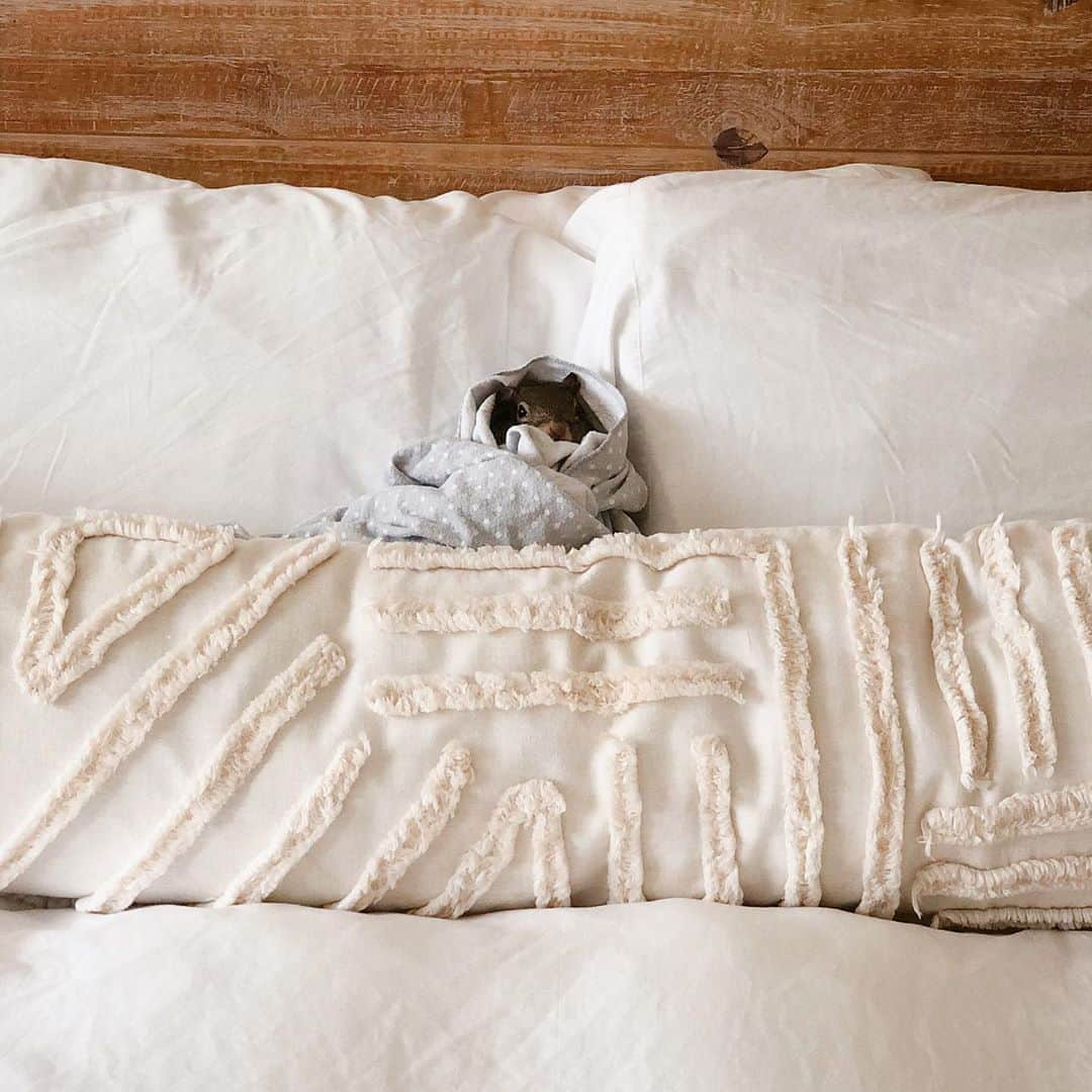 Jillのインスタグラム：「Wrapped up in her baby blanket, hanging out in bed, being a whole mood.⁣ ⁣ ⁣ ⁣ ⁣ #petsquirrel #squirrel #squirrels #squirrellove #squirrellife #squirrelsofig #squirrelsofinstagram #easterngreysquirrel #easterngraysquirrel #ilovesquirrels #petsofinstagram #jillthesquirrel #thisgirlisasquirrel #bed #inbed」