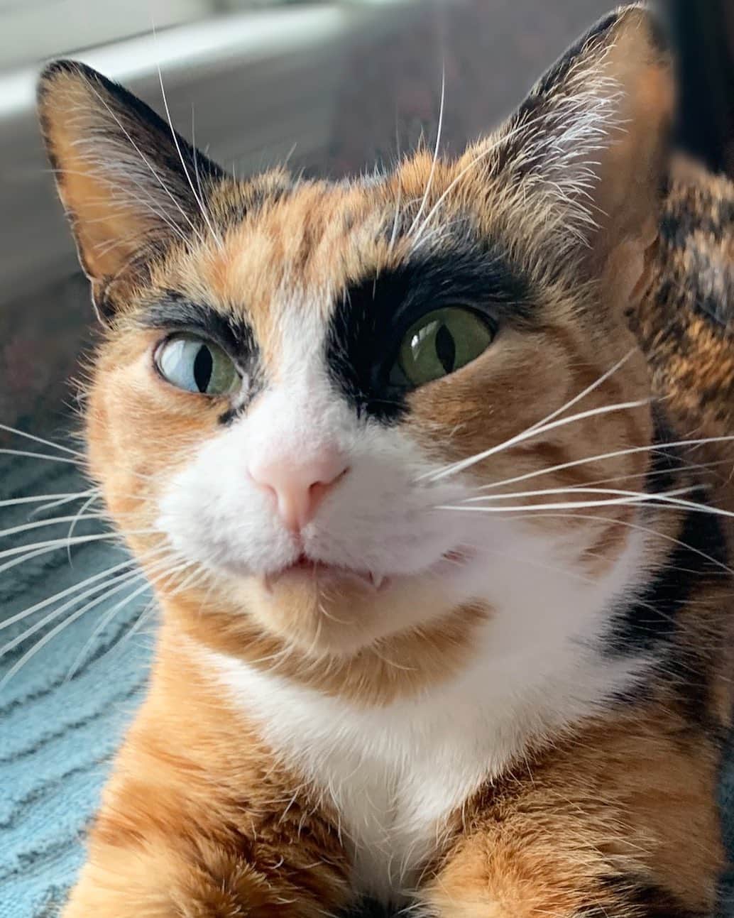 リリーのインスタグラム：「It’s FriYay 😸 . . . . . #lillycrazyeyes #quarantine #stayhome #catsofinstagram #9gag #calico #instacat #tongueouttuesday #meowstagram #meow #meowdel #friday #friyay #weekend」