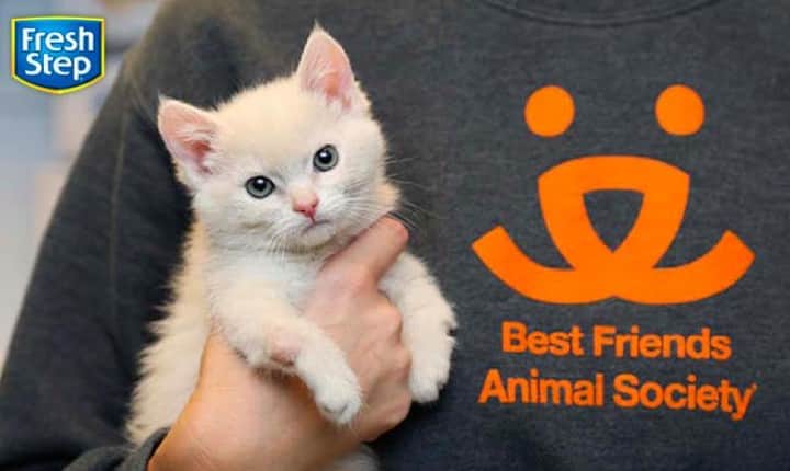 Fresh Stepのインスタグラム：「We’re all facing a very difficult time right now and we know many people are wondering how this impacts their pets. Our partners at Best Friends Animal Society have put together some great information to help all of us navigate this uncertain time. We’re all in this together. ❤️ See link in bio. #covid_19 #coronavirus」