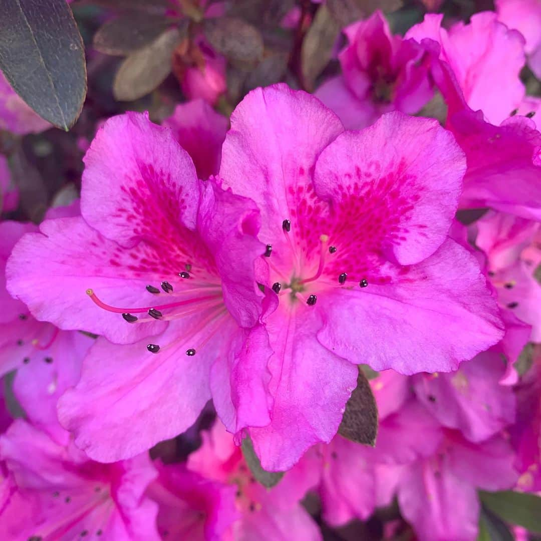 ファーギーさんのインスタグラム写真 - (ファーギーInstagram)「♈♈💚💚💚💚💚💚💚💚💚💚💚💚💚💚💚💚 Walked outside this morning & saw these.... Grateful for the gift of these natural creations on my 45th birthday. Also thank you thank you for filling my day up with positive vibes and beautiful birthday wishes 🥰🥰」3月28日 7時59分 - fergie