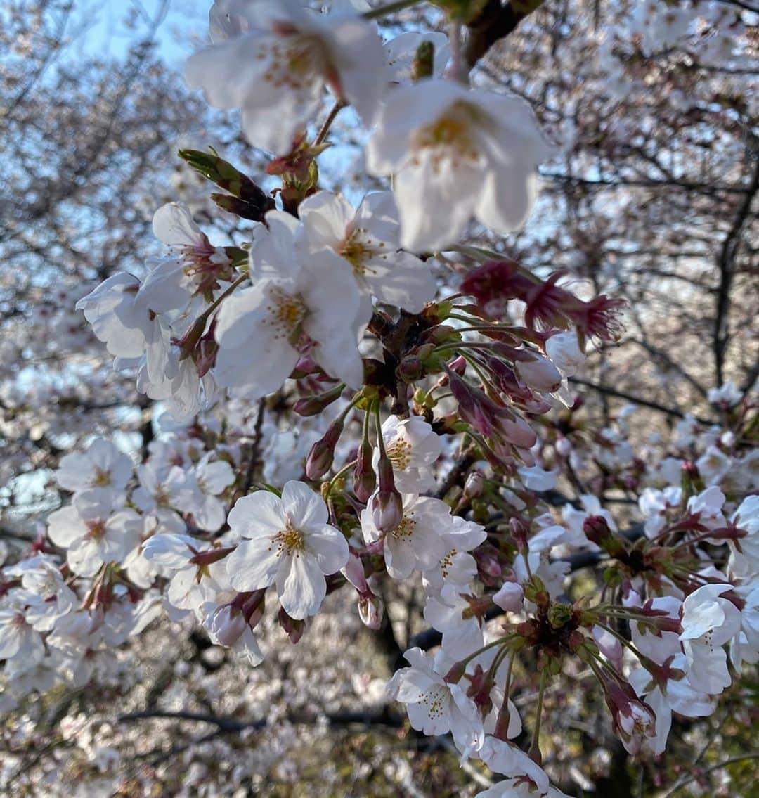 小林佳果さんのインスタグラム写真 - (小林佳果Instagram)「先日、 晴れた日に見上げた桜。 とても美しかった。  不安な日々の中で、 心がふわっと軽くなった瞬間でした。  きっとずっと昔から変わらず、 ここで咲き続けているのでしょう。  どうか、来年も、再来年も、 未来永劫に。」3月28日 8時22分 - keika_kobayashi
