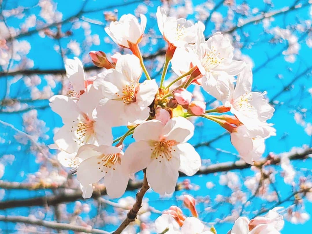 森口彩乃さんのインスタグラム写真 - (森口彩乃Instagram)「家からスーパーまでの道に沢山の春を見つけたよ。なんて可愛いんだろ。 . 『また来年ね～！』って思わず心の中で手をふってしまったな。心を和らげてくれる桜の花。今年はなんだか逞しく見えた。 .　 今日、明日は天気が悪くなるそうですね。皆お家で映画見たり、本を読んだり、お仕事したりするのかな？ストレッチや、首・背中をほぐして、リラックスすることも、おすすめ～だよ⭐ . #桜 #japan #花 #お花 #flower #flowers　#リラックス #relax」3月28日 8時54分 - ayano.moriguchi