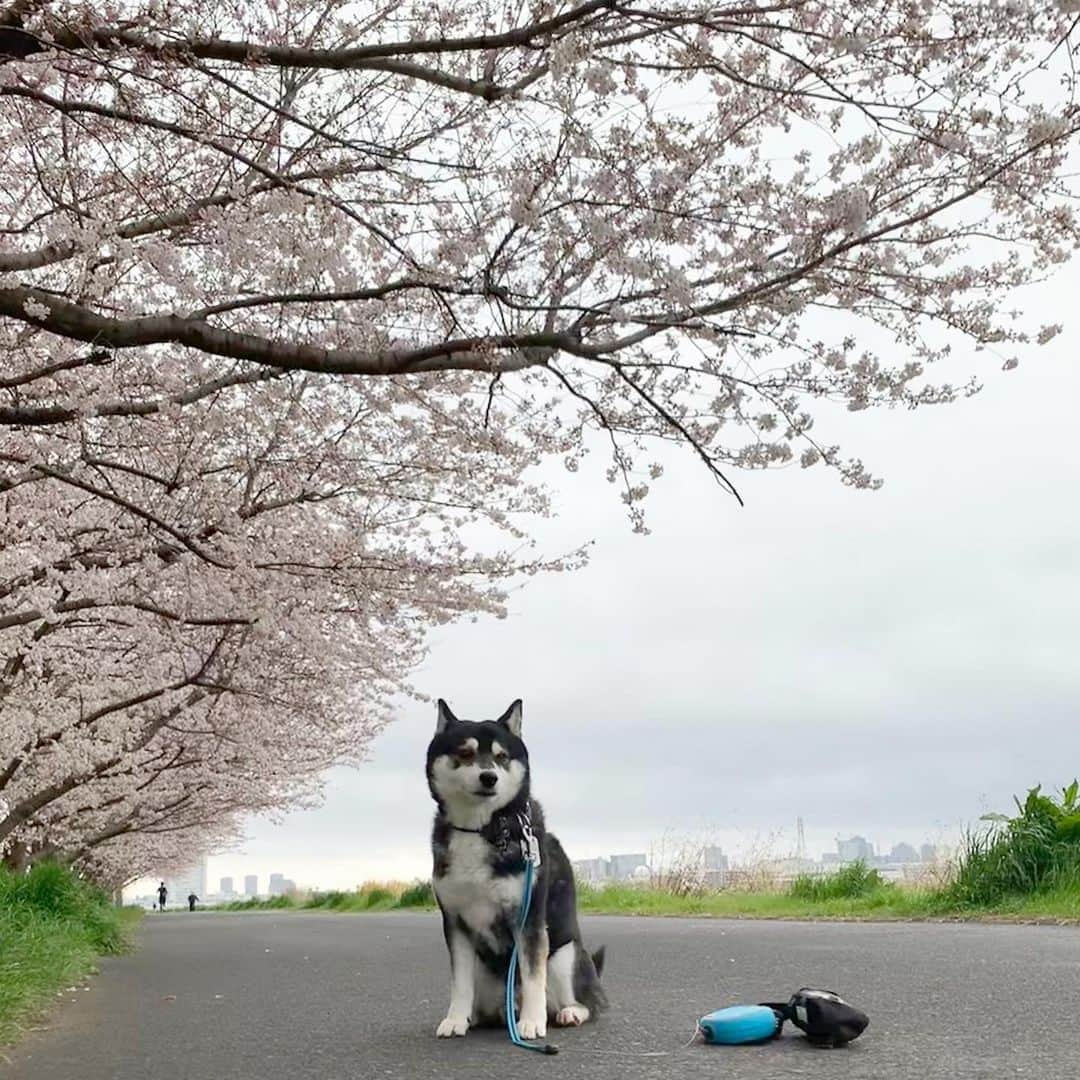 くろさんのインスタグラム写真 - (くろInstagram)「朝んぽ🌸 #近所の桜 #近所のソメイヨシノ #柴犬と桜 #日本犬と桜 #わんこと桜 #ソメイヨシノ #cherryblossom #kuroshiba #blackshiba #shibainu #shibastagram #instadog #dogstagram #柴犬 #黒柴 #黑柴 #日本犬 #和犬 #いぬら部 #ふわもこ部 #柴犬部 #モフモフ生命体 #柴犬のいる暮らし #柴犬のいる生活 #柴犬と一緒 #わんこのいる暮らし #わんこのいる生活 #わんこと一緒 #わんダフォ #わんだふるJapan」3月28日 9時01分 - m6bmw