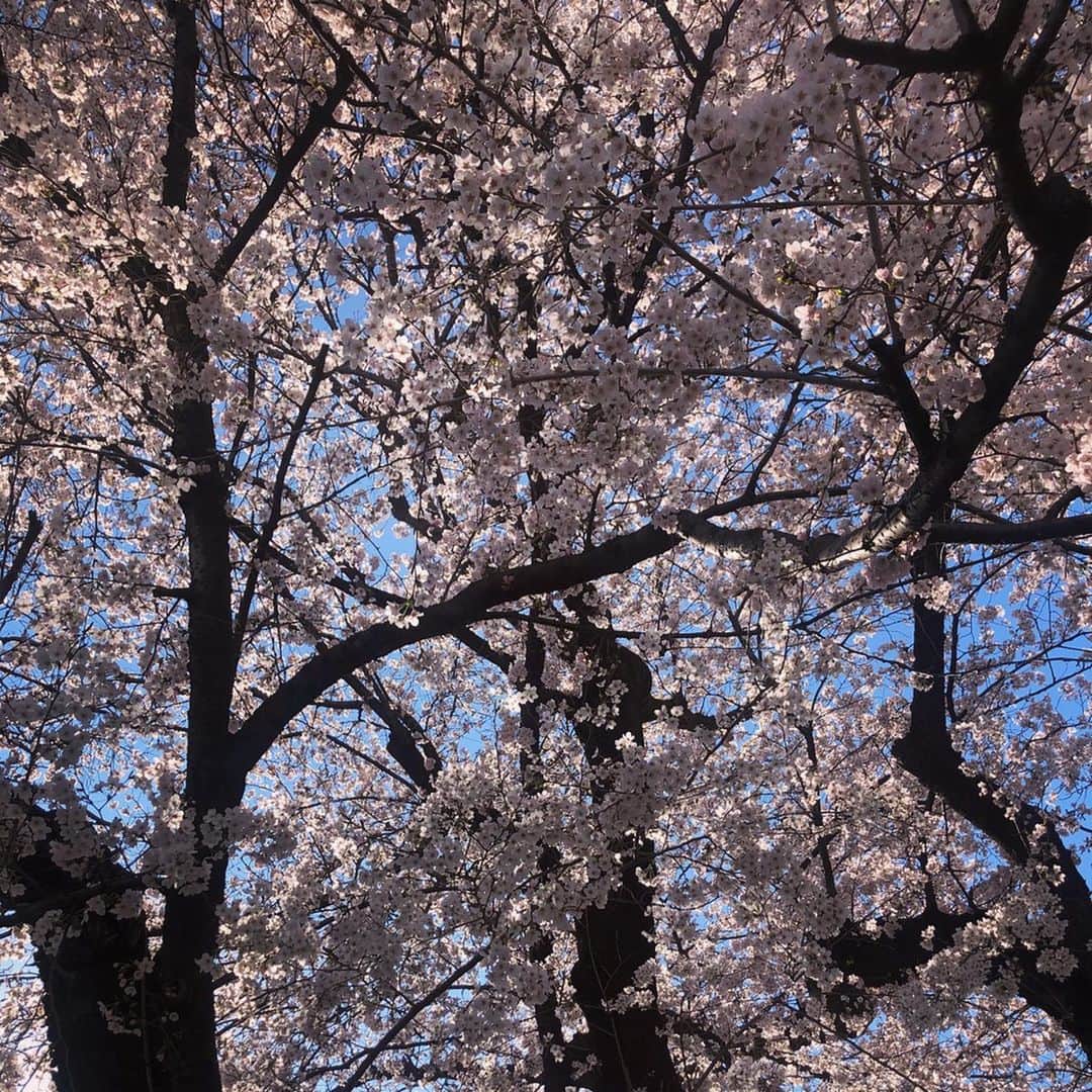 森本さやかさんのインスタグラム写真 - (森本さやかInstagram)「いつも家の前で花びらを掃いてるじいちゃん👨🏼‍🦳🤍🧹 家の前の#桜が満開 🌸🤍🌸🤍🌸🤍🌸 #こないだ晴れた日に #じいちゃんち  #sakura #桜満開」3月28日 9時15分 - sayakamorimoto1011
