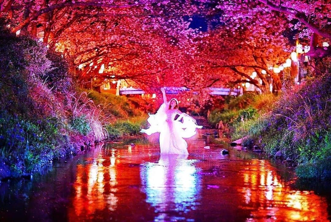 舘林佳史さんのインスタグラム写真 - (舘林佳史Instagram)「桜の妖精🧚‍♀️✨﻿ ﻿ 夜桜のライトアップで撮影してみました🌸 川から見上げる桜もとっても綺麗でした🥰💕 ﻿ ﻿ ﻿ 誰でも物語の主人公になれるをキャッチコピーに﻿ ドラマや映画の物語のワンシーンの様なDramaticStoryPhot﻿ と言う名前で活動作品作りをしています。﻿ ﻿ 大好評のドラマティックフォトのご依頼は﻿ このクオリティーで30000円〜(ほぼ諸経費)﻿ で受け賜わっています)^o^( ﻿ 素敵な作品を一緒に作りたい！﻿ コラボレーションしたい 美容師・メイクアップアーティストさん ・服飾デザイナーさんクリエイターさんも随時募集中です✨﻿ ﻿ お姫様になりたい👸﻿ 物語の主人公になってみませんか^ ^⁉︎﻿ ﻿ たった一枚の写真で人生が変わる‼️﻿ ﻿ ✨作品作り体験モデルに興味がある方 ﻿ ドラマティックフォト依頼 撮影依頼 ﻿ 体験モデル募集﻿ ①お名前②地域③年齢④身長⑤LINE ID⑥応募理由やお問い合わせ内容⑦最近の髪型スタイルの分かる写真をDMまたはLINE ID510661下さい✨﻿ 📩﻿ モデル宣材撮影 コンポジ Book作り プロフィール撮影 ブライダルフォト記念撮影 衣装レンタル 成人式 着物 ドレスロケーションフォト スチール サロンモデル撮影 写真集等撮影のご依頼何でもお気軽にお問い合わせDM下さい✨📩 ﻿ ﻿ #静岡﻿ #夜桜﻿ #桜祭り﻿ #桜の名所﻿ #桜スポット﻿ #妖精#観光スポット #フリーモデル#ドラマティックストーリーフォト#インスタ映え#作品作り #撮影依頼#講習会#シューティング#撮影依頼募集中 #ファインダー越しの私の世界 #写真を撮るのが好きな人と繋がりたい  #ストロビスト#ポートレート#ポートレートモデル#モデル募集#被写体#ロケーションフォト#カメラマン#フォトグラファー##excellent_portraits #photographer#ig_bless_women #清水のいいとこ」3月28日 9時27分 - tatephotox