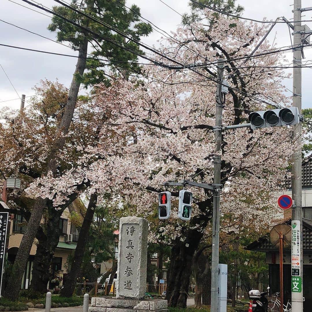 里井真由美さんのインスタグラム写真 - (里井真由美Instagram)「🇯🇵🌸 桜モンブラン Mont Blanc Sakura 🌸 #stayathome ・ ・ 昨日3/27 買いました。 桜クリームも生クリームも軽やか なめらか〜♡ →2枚め断面)中に いちご🍓が入ってほんのり甘酸っぱい♡ 上品な甘さがシェフの技です♪ ・ ・ 九品仏駅 すぐパティスリー「INFINI アンフィニ」金井シェフのスイーツたち @depuis2020infini  @fumiyukikanai_patissier ・ ・ お洒落系の雑誌にもよく登場する人気店です。 🔻 🔻 ちょうど 都立大学の「ふじ森🇫🇷」に行く日で差し入れ♡ @fujimori_pain ・ ・ ・ 土日は自粛ですね。おいしいパンやスイーツで ご自宅ご飯タイムも充実しますように♡ ・ ・ ・ #アンフィニ  #stayathome #モンブランの世界#栗#和栗#栗スイーツ#モンブラン#里井真由美#衣替えモンブラン#パン#食パン#ふじ森#Gâteauauxmarrons#さといいね#스위트#montblanc#桜モンブラン#ありが糖運動#まゆログ#甜食#fromgram#Chestnutcake#밤케이크#フードジャーナリスト里井真由美#断面モンブラン#蛋糕#断面フェチ#草莓味#いちご」3月28日 9時49分 - mayumi.satoi
